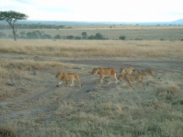 gal/Honeymoon/Masai Mara/_thb_DSCF0127.JPG